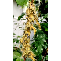 Buff Tip Moth bucephala 10 larvae